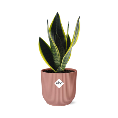 Sansevieria Futura Superba im rosa ELHO Vibes Fold Topf (14cm)