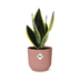 Sansevieria Futura Superba im rosa ELHO Vibes Fold Topf (14cm) Bild 1