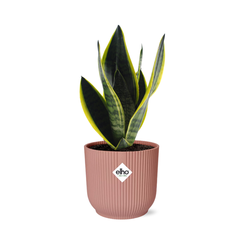 Sansevieria Futura Superba im rosa ELHO Vibes Fold Topf (14cm)