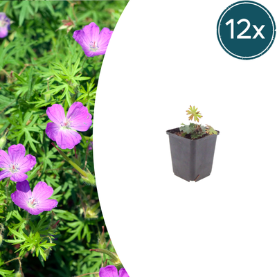 12x Storchschnabel (Geranium sanguineum) 10-25cm, Ø9cm