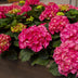 GreenboutiQ - Hortensie - Hydrangea macrophylla Rot - Blume Rot - 3 Pflanzen - 1 m2 - Laubabwerfend - Wenig Pflege - Topf 17cm Höhe 30cm Bild 2