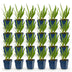 Green boutiQ - Perennial - Agapanthus africanus - African Lily - Bee and Butterfly Attractors - Blue - 24 Plants - Pot 11cm - Height 15-25cm Bild 2