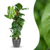 Monstera Deliciosa on Moss Pole, 90cm, Pot 19cm Grey Bild 1