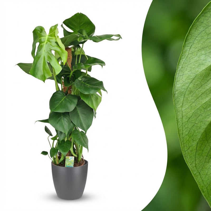 Monstera Deliciosa on Moss Pole, 90cm, Pot 19cm Grey