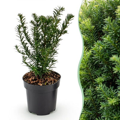 Green boutiQ - 40x Taxus baccata - Eibe - Heckenpflanzen - Immergrün - Grün - Topf 9cm - Höhe 20-30cm