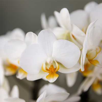 Kolibri Orchids | Weiße Lausanne Orchidee + roter Diabolo Übertopf | inkl. Gießdocht | Ø9cm | blühende Zimmerpflanze – frisch vom Züchter