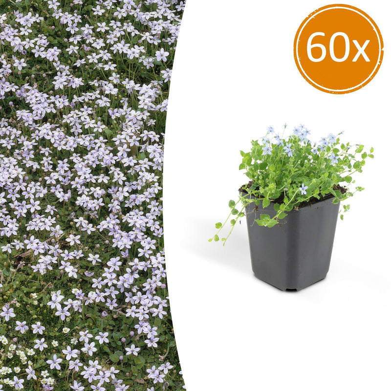 60x Isotoma fluviatilis Blaue Sternteppich Bodendecker, 10-25cm, Ø9cm