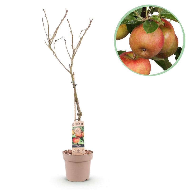GrünboutiQ Apfelbaum Elstar (Malus domestica) - Topf 21cm, 90cm