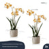 Renanthera Orchidee gelb/orange 2 Stück - Bündelprodukt - Kunstpflanzen Bild 4