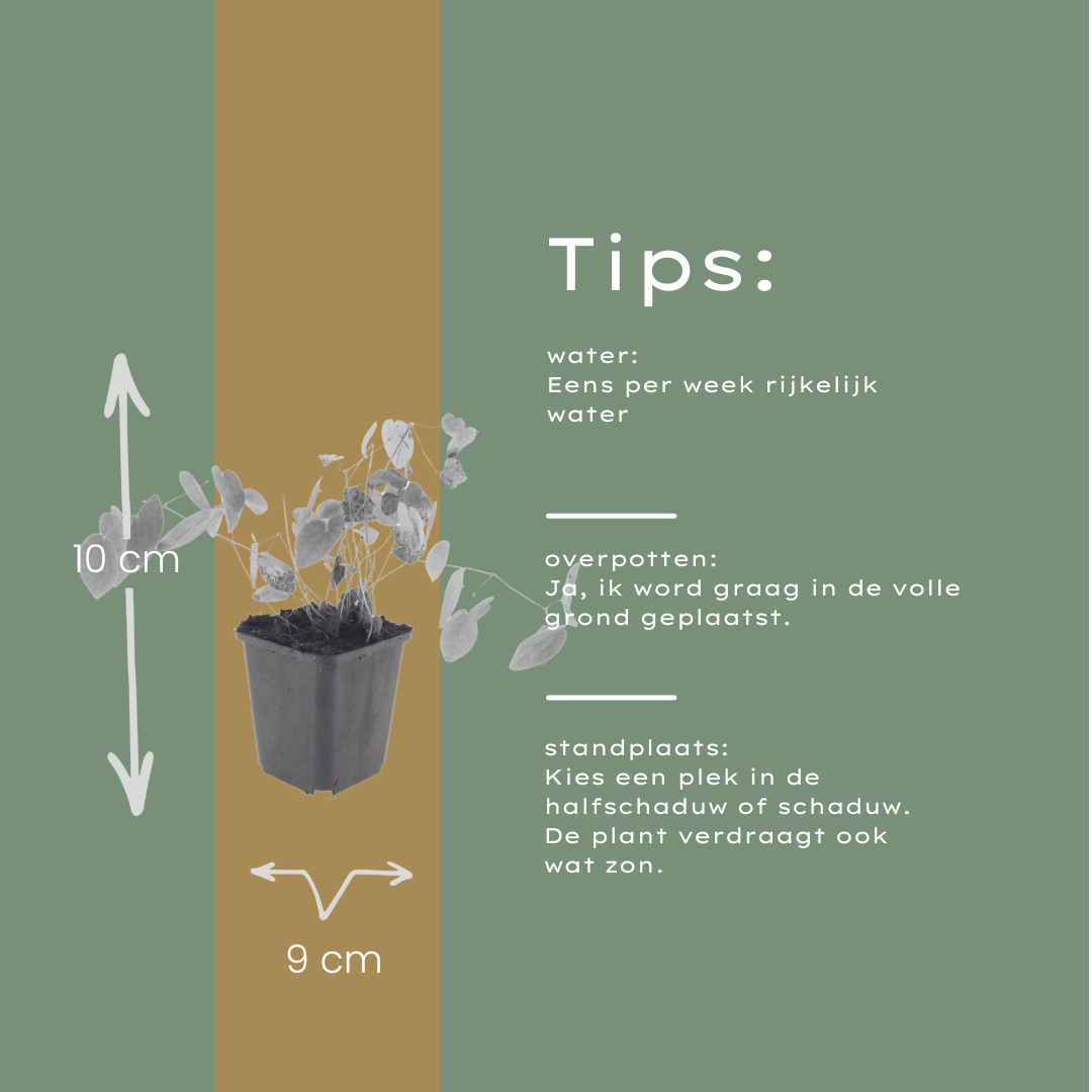 12x Epimedium y. 'Niveum' - Helle Elfenblume für schattige Gärten