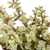 Crassula-Mix 3er Set im Terrakottatopf Bild 4