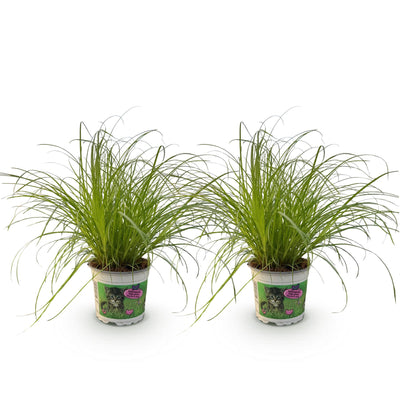 Green boutiQ Katzengras (Cyperus alternifolius Zumula) - 2 Pflanzen
