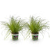 Green boutiQ Katzengras (Cyperus alternifolius Zumula) - 2 Pflanzen Bild 2