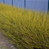 Cornus alba Flaviramea: Yellow Shrubs for Your Garden Bild 5