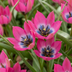 200x Tulipa Little Beauty pink - Frühjahrsblüher, Zwiebelgröße 6/+ Bild 1