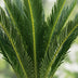 Green boutiQ - Zimmerpflanze - Cycas revoluta - Palmfarn - Wenig Pflege - Grün - 1 - Topf 14cm - Höhe 45cm Bild 4