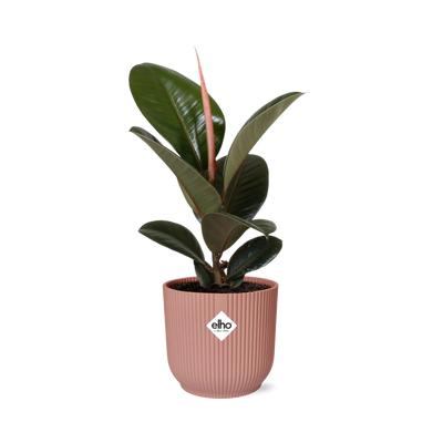 Ficus Elastica 'Robusta' im Topf ELHO Vibes Fold 14 cm rosa