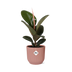 Ficus Elastica 'Robusta' im Topf ELHO Vibes Fold 14 cm rosa Bild 1