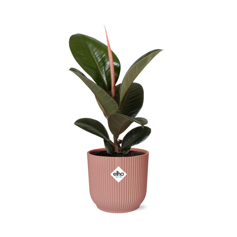 Ficus Elastica 'Robusta' im Topf ELHO Vibes Fold 14 cm rosa
