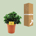 Peperomia Burning Bush - Pflegeleichte Zimmerpflanze, Ø15cm, ↕25cm Bild 4