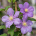 6x Clematis Justa - Waldrebe Justa - Hellblau - Kletterpflanze - Ø9cm - ↕35cm Bild 3