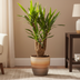 Verzweigte Elefantenfuß-Yucca (Ø21cm, 60-70cm) Bild 4