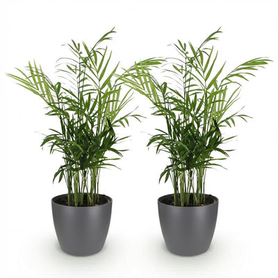 Green boutiQ Goldpalme (2 Pflanzen) mit Topf, haustierfreundlich