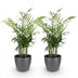 Green boutiQ Goldpalme (2 Pflanzen) mit Topf, haustierfreundlich Bild 2