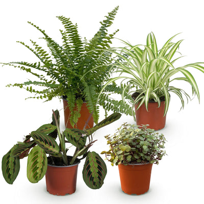 Green boutiQ Pflanzen-Mix: 4 Zimmerpflanzen für Ihr Zuhause