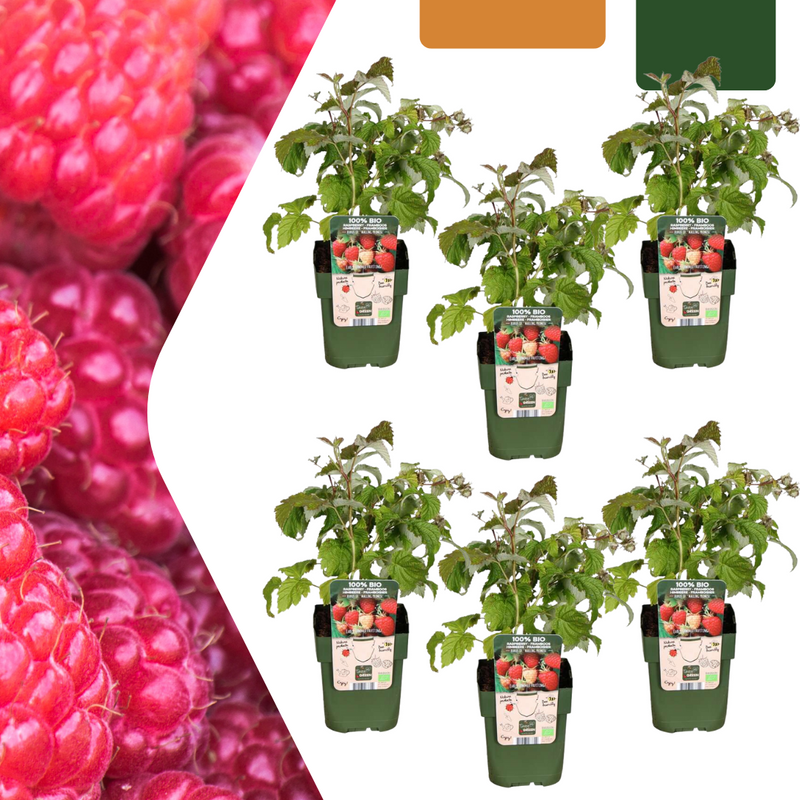 6x Bio-Himbeerpflanzen (Rubus idaeus) – 13cm Topf, 20-25cm Höhe