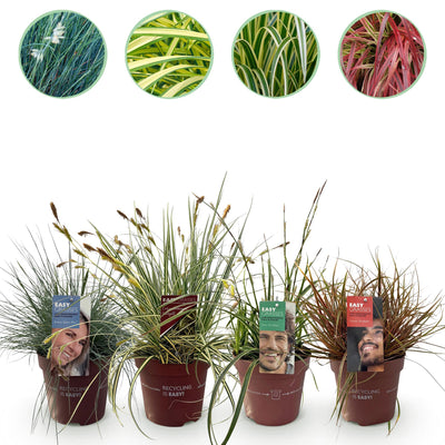 GreenboutiQ Ziergräser-Set: 4 immergrüne Pflanzen für bunte Gärten