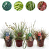 GreenboutiQ Ziergräser-Set: 4 immergrüne Pflanzen für bunte Gärten Bild 1