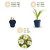 Green boutiQ - Perennial - Hemerocallis Arctic Snow - Daylily - Bee and Butterfly Attractors - Cream - 24 Plants - Pot 11cm - Height 15-25cm Bild 3