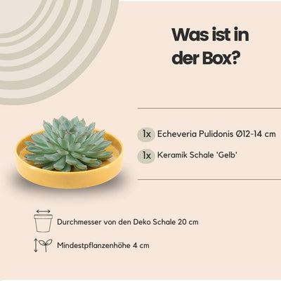 Echeveria Pulidonis Sukkulente in gelber Keramikschale Ø20cm