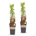 2x Gooseberry Hinnonmäki Röd (Ribes uva-crispa) - 15cm Pot Bild 2