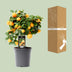 Zitrus Calamondin (Ø15cm, ↕40cm) - Duftende Zimmerpflanze Bild 4