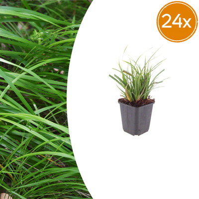 24x Japan-Segge Carex morrowii, 10-25cm, Ø9cm