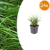 24x Japan-Segge Carex morrowii, 10-25cm, Ø9cm Bild 1