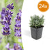 24x Lavendel 'Hidcote' – 10-25cm hoch, 9cm Topf Bild 1