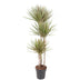 Dracaena Bicolor - 150 cm - ø24 Bild 1