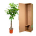 Pachira Aquatica Geldbaum 120cm, geflochtener Stamm, Glückskastanie Bild 4