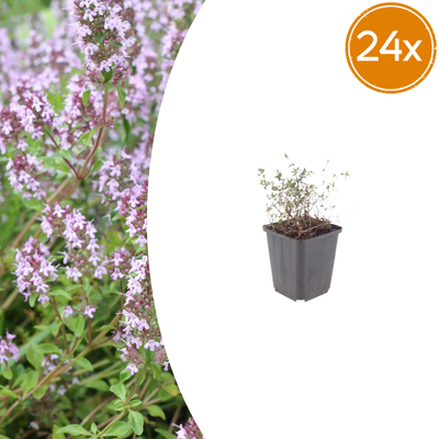 24x Thymus vulgaris (Gartenthymian) - 10-25cm - Topf Ø9cm