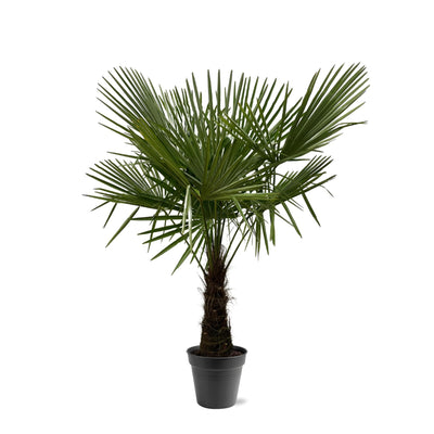 Hanfpalme Trachycarpus Fortuneii 160-180cm, Ø30 cm