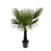 Hanfpalme Trachycarpus Fortuneii 160-180cm, Ø30 cm Bild 1