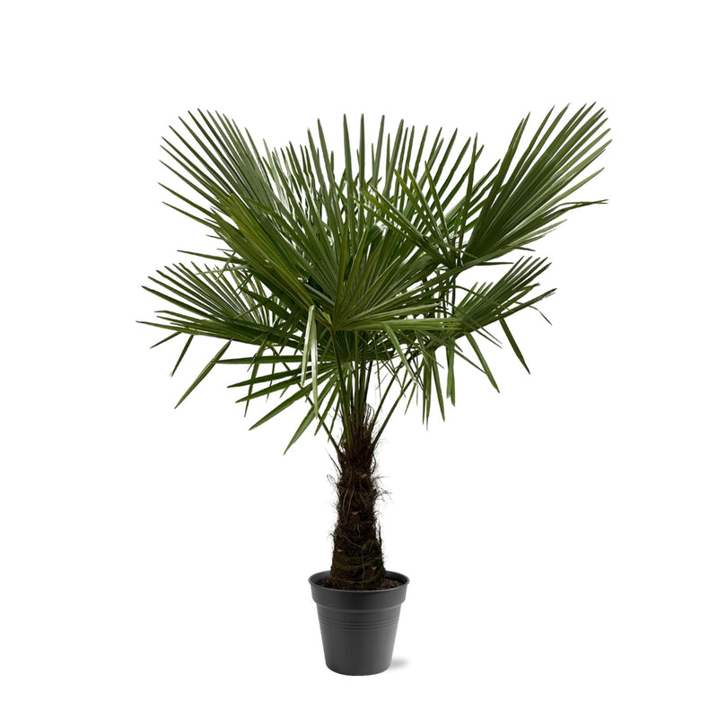 Hanfpalme Trachycarpus Fortuneii 160-180cm, Ø30 cm