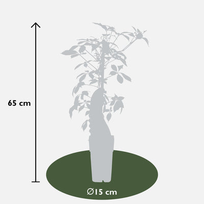 Parthenocissus henryana Keilschwanzrebe Ø15cm, ↕65cm