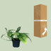Epipremnum Cebu Blue (Pothos) - Ø12cm pot, approx. 20cm high Bild 4