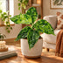 Aglaonema Pictum Tricolor – Tropische Blattschönheit (Ø6cm) Bild 2
