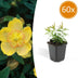 Hypericum calycinum 60x | 10-25cm | Ø9cm pot | Groundcover Bild 1