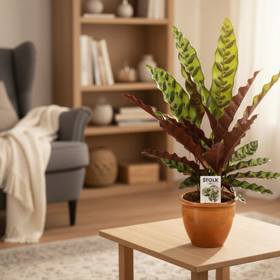Calathea Lancifolia Insignis im 14cm Topf - 45cm hoch
